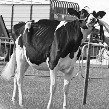 Nieuwe aanwinsten voor Hullcrest Holsteins stallen