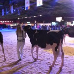Concurrentie te sterk voor Hullcrest Holstein pinken