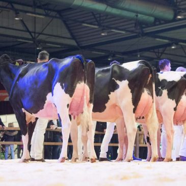 Honorable mention voor O’Kadabra op Holland Holstein sHow
