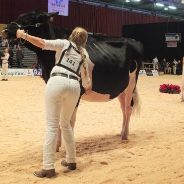 I-Cow Aurora terug aan het front tijdens Holland Holstein Show